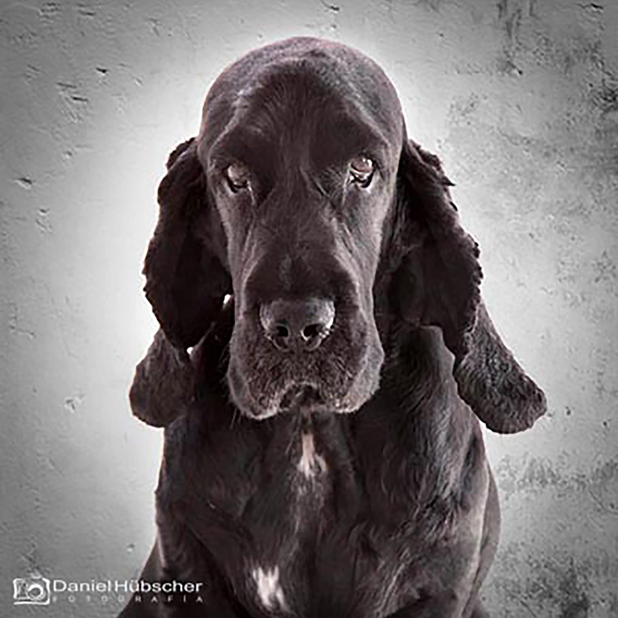 Fotógrafo de mascotas en Tenerife realizando sesión en estudio con fondos de colores y retratos artísticos de perros y gatos."
