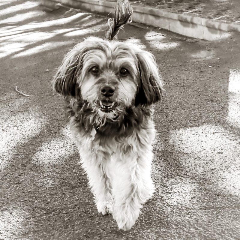 Fotografo de mascotas en tenerife Daniel Hubscher 1