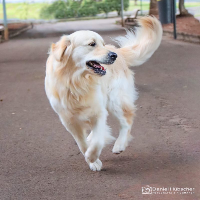 Fotografo de mascotas en tenerife Daniel Hubscher 2