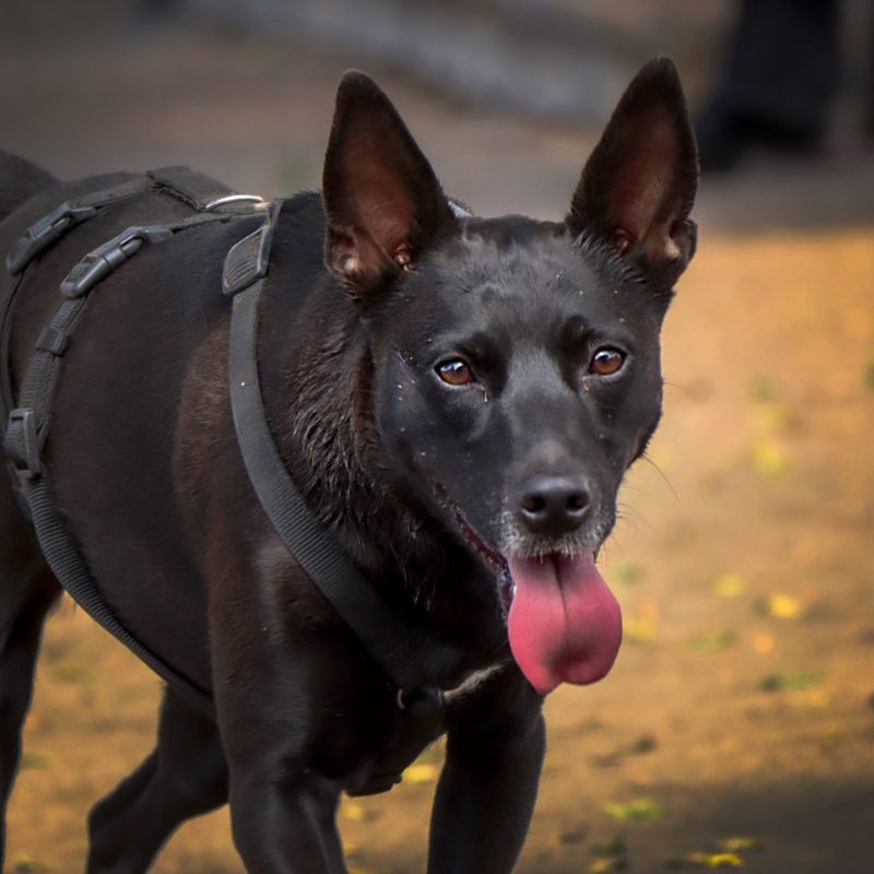 Fotografo de mascotas en tenerife Daniel Hubscher 4