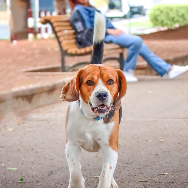 Fotografo de mascotas en tenerife Daniel Hubscher 5