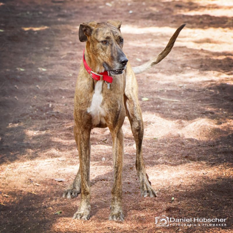 Fotografo de mascotas en tenerife Daniel Hubscher 6