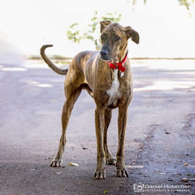 Fotografo de mascotas en tenerife Daniel Hubscher 7