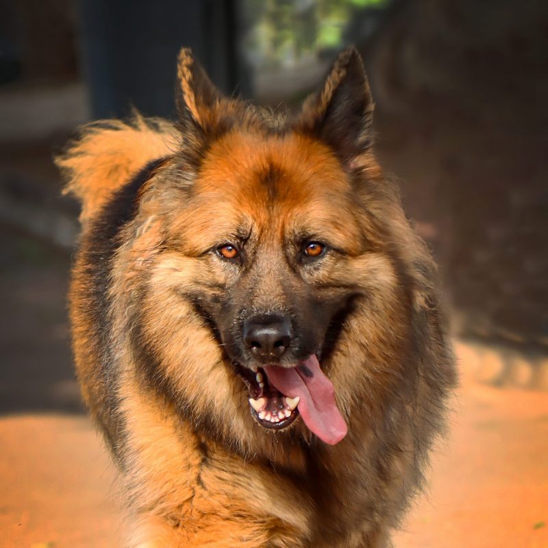 Fotografo de mascotas en tenerife Daniel Hubscher 8